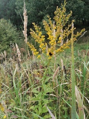 Solidago × niederederi