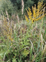 Solidago × niederederi