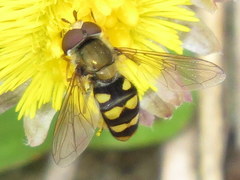 Metasyrphus