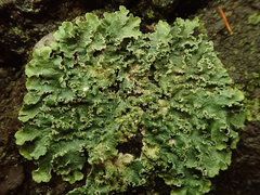 Punctelia perreticulata