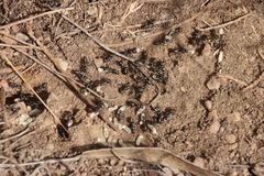 Camponotus aeneopilosus