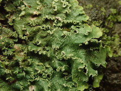 Punctelia perreticulata