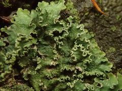 Punctelia perreticulata