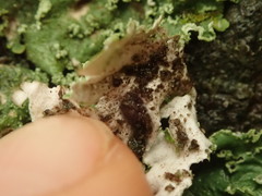 Punctelia perreticulata