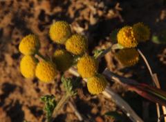 Nidorella