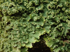 Punctelia perreticulata