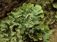 Punctelia perreticulata