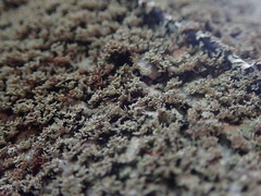 Pannaria minutiphylla