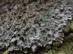 Pannaria minutiphylla