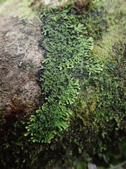 Pannaria minutiphylla