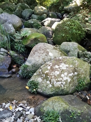 Leptochilus pteropus