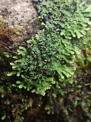Pannaria minutiphylla