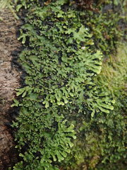 Pannaria minutiphylla
