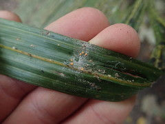 Coenogonium fallaciosum