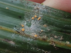 Coenogonium fallaciosum