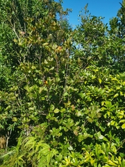 Rhododendron mariesii