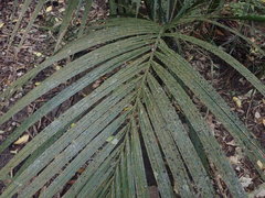 Coenogonium fallaciosum