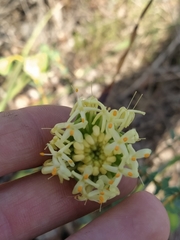 Pimelea sulphurea