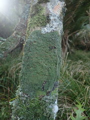 Pannaria minutiphylla