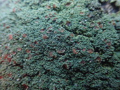 Pannaria minutiphylla