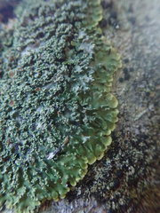 Pannaria minutiphylla