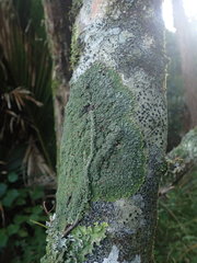 Pannaria minutiphylla