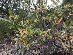 Dodonaea lanceolata