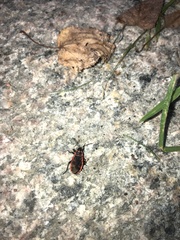 Pyrrhocoris apterus