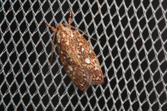Euchaetis metallota