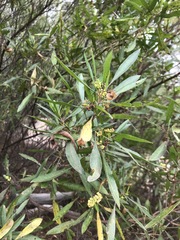 Dodonaea lanceolata
