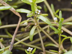 Crassula natans minus