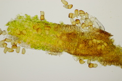 Puccinia striiformis
