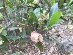 Dodonaea lanceolata