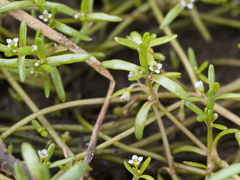 Crassula natans minus