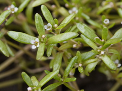 Crassula natans minus