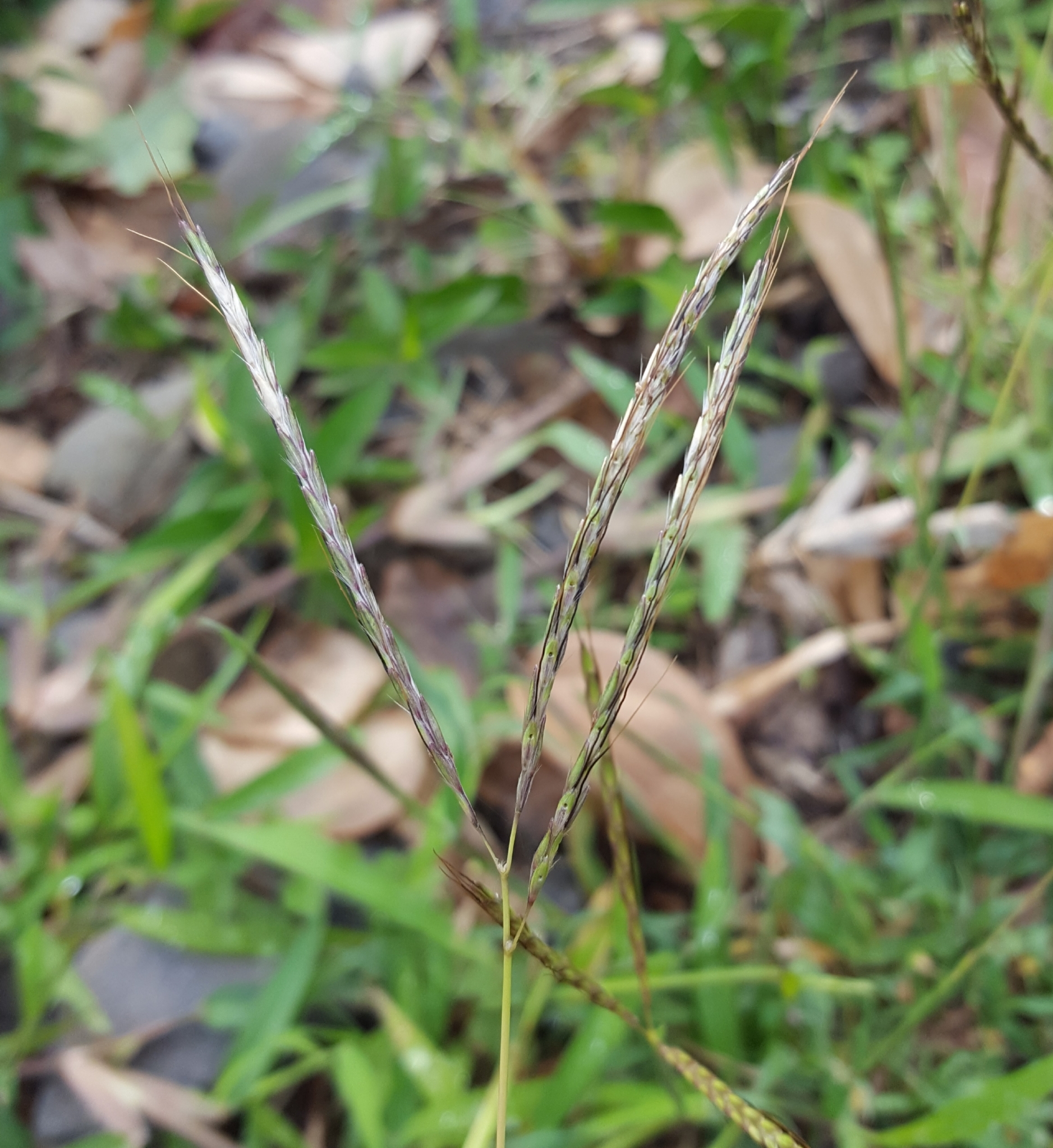 (c) François Rousseu, certains droits réservés (CC BY-NC) https://www.inaturalist.org/observations/93129213