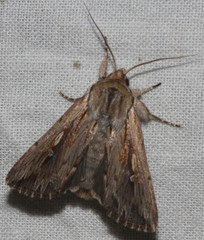 Persectania dyscrita