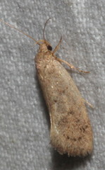 Syncometes vilis