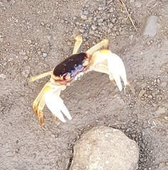 Geograpsus
