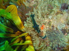 Tambja capensis