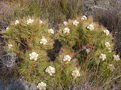 Serruria glomerata