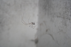 Pholcidae