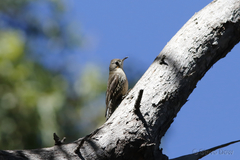 Cormobates leucophaea intermedia