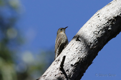 Cormobates leucophaea intermedia