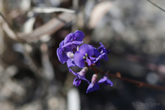 Hardenbergia