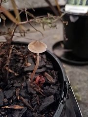 Psilocybe angulospora
