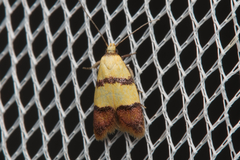 Heteroteucha distephana