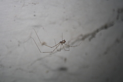 Pholcidae