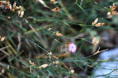 Dianthus gracilis