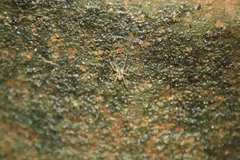 Pardosa
